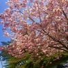 桜餅って関西と関東でちがうんや！