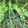 増える花たち