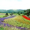 ラベンダー咲く北海道