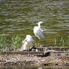 葛西臨海公園