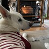 初冠雪