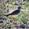 ケリ・アオサギ・カワラヒワ