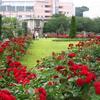 横須賀ヴェルニー公園のバラ