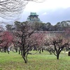 大阪城公園の梅林に行ってきました2020