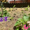 しその魅力🌱コンパニオンプランツとしての効果💡美容・健康も◎