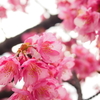 木場公園裏手の河津桜