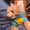 老犬ホームあん｜新人さん こちよ^^