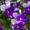 透き通るような紫色に魅了される！ ビオラ「ハリーの冒険」開花記録