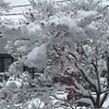 雪〜^ - ^