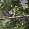 クロガシラウタイチメドリ Black-headed Sibia