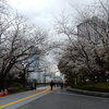 JR川崎駅西口近くの桜並木で花見！！