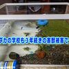 メダカの学校も３年続きの害獣被害で･･･