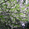 Styrax japonica　エゴノキ