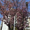 八重桜