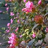 ２０２４年末も咲いてる花々