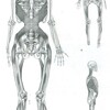 歩行における力学的効率性と生理的効率性を分けて評価していますか？