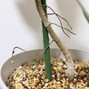 【観葉植物】休みで時間があったので観葉植物の手入れをちょっとだけしていた