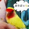 コザクラインコ、ルルちゃんの防寒対策