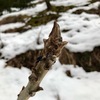 雪解け水