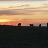 青海から内蒙古へ⑫！内モンゴル シラムレン～夕陽、大草原に沈む