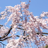 桜の見頃