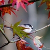 日本　エナガと紅葉