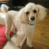 No.150308P-TPM（トイプードル 4歳位 4kg ♂)