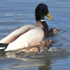 鳥撮日記　おおね公園やすらぎの池、自然の営みに触れる