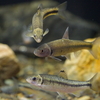 カワヒガイ Sarcocheilichthys variegatus variegatus