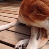 老犬ホームあん｜問題