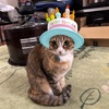 虎春の誕生日。