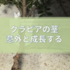 細いと思っていたクラピアの茎はかなり太くなることが判明しました