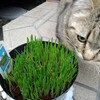 すいか通信 : 猫草 : 2022/05/09