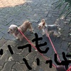 お散歩