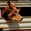 皆に愛された、オーストラリアの犬の心温まるお話【Red Dog】