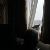 梅雨らしい雨の日が続いています。