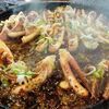 【ひとり旅】飛騨高山②：時価でも食べる価値あり！「国八食堂」のイカ焼き