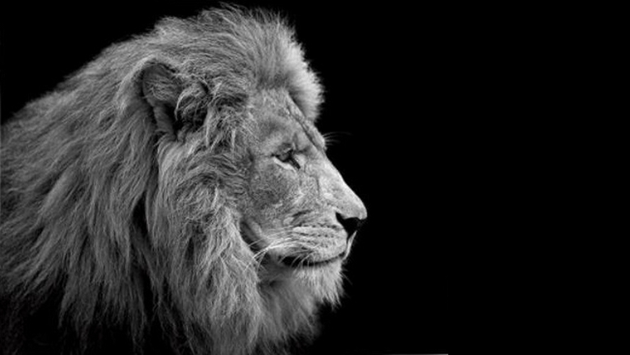 【ライオン Lion 】百獸の王、威風堂々