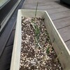 ささやかな家庭菜園