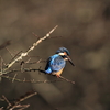 鳥撮り、12月上旬。（前）