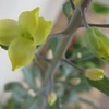 6月の寄せ植え鉢-H：ハボタンが伸びて咲く