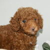 トイプードル/抜け毛・体臭の少ない犬種/ペットショップ宮城/名取市/柴田町/村田町