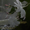 大輪ジャスミン　ヤスミヌムレクス　Jasminum rex