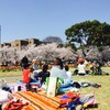 名古屋のサクラの名所、鶴舞公園と山崎川へ行ってきた！