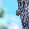 シロクロアメリカムシクイ Black-and-white Warbler