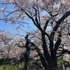 青空、桜満開🌸
