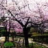 桜が満開