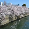 桜を見ながら散歩