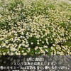秋はハーブ栽培のベストシーズン！植え付け・種蒔き・挿し木・植え替え・剪定のコツ