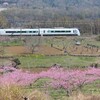 【山梨県】新府桃源郷から新府城跡へ　満開の桃と桜の花を楽しむお花見散歩（2023年）